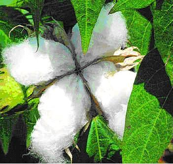 全球 ELS 棉花产量可能提高24％ 