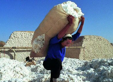 **棉花工作会议提出加大扶持生产力度促进增收 