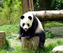 中国将建立野外监测站保护野生大熊猫