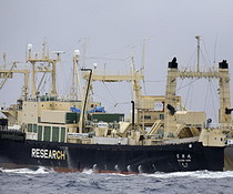 环保组织成功将日本捕鲸船逐出捕鲸区